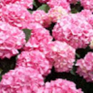 Meet your Posher, Sharen